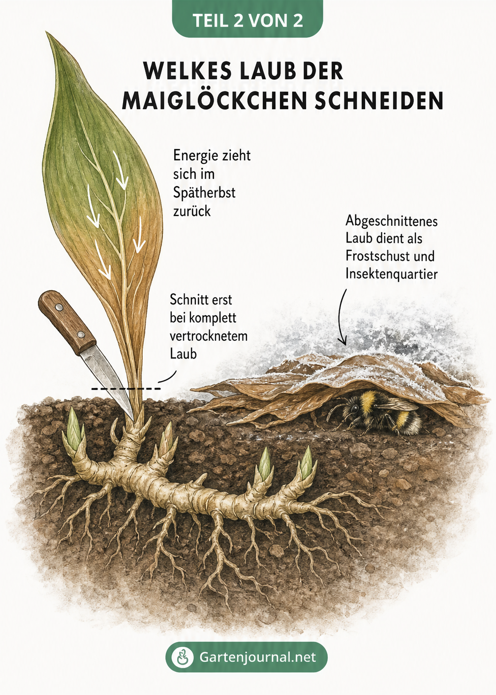 Querschnitt durch den Gartenboden mit einem welken Maiglöckchen-Blatt, das abgeschnitten auf der Erde liegt und als Frostschutz für das Rhizom und...