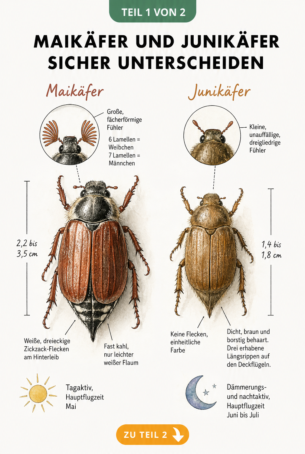 Vergleich von Maikäfer und Junikäfer mit Merkmalen wie Größe, Farbe und Fühlerform