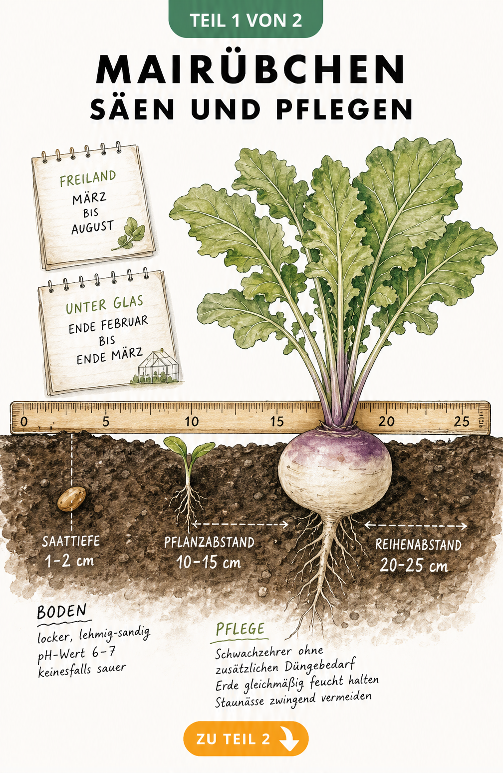 Querschnitt eines Gartenbeets mit Mairübe, Keimling und Samenkorn, zeigt Pflanzabstände und Pflegehinweise