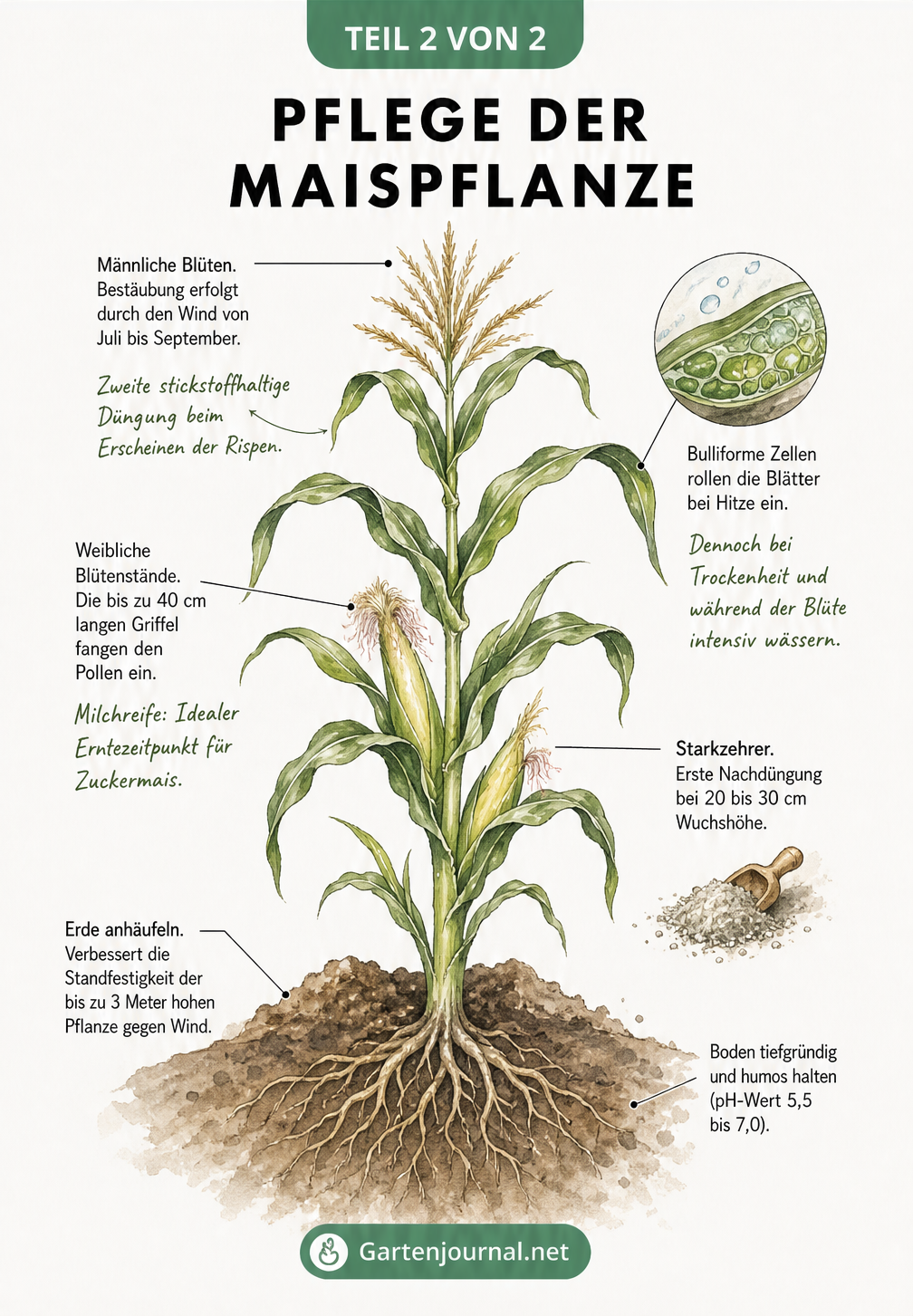 Botanische Illustration einer ausgewachsenen Maispflanze mit Hinweisen zur Pflege, Düngung und Bewässerung.