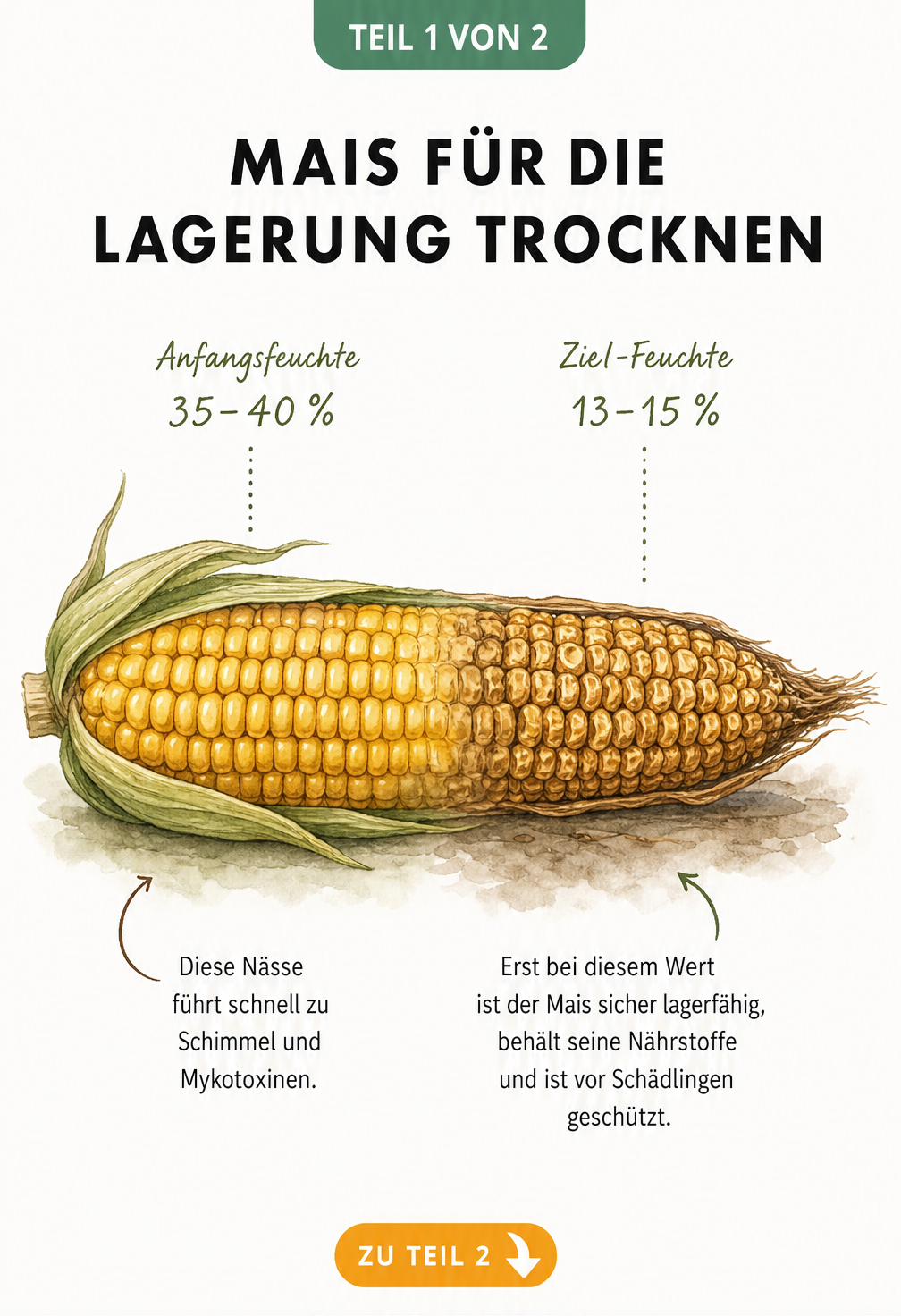 Illustration eines Maiskolbens, der den Feuchtigkeitsverlust von 40 Prozent auf 13 Prozent während der Trocknung zeigt