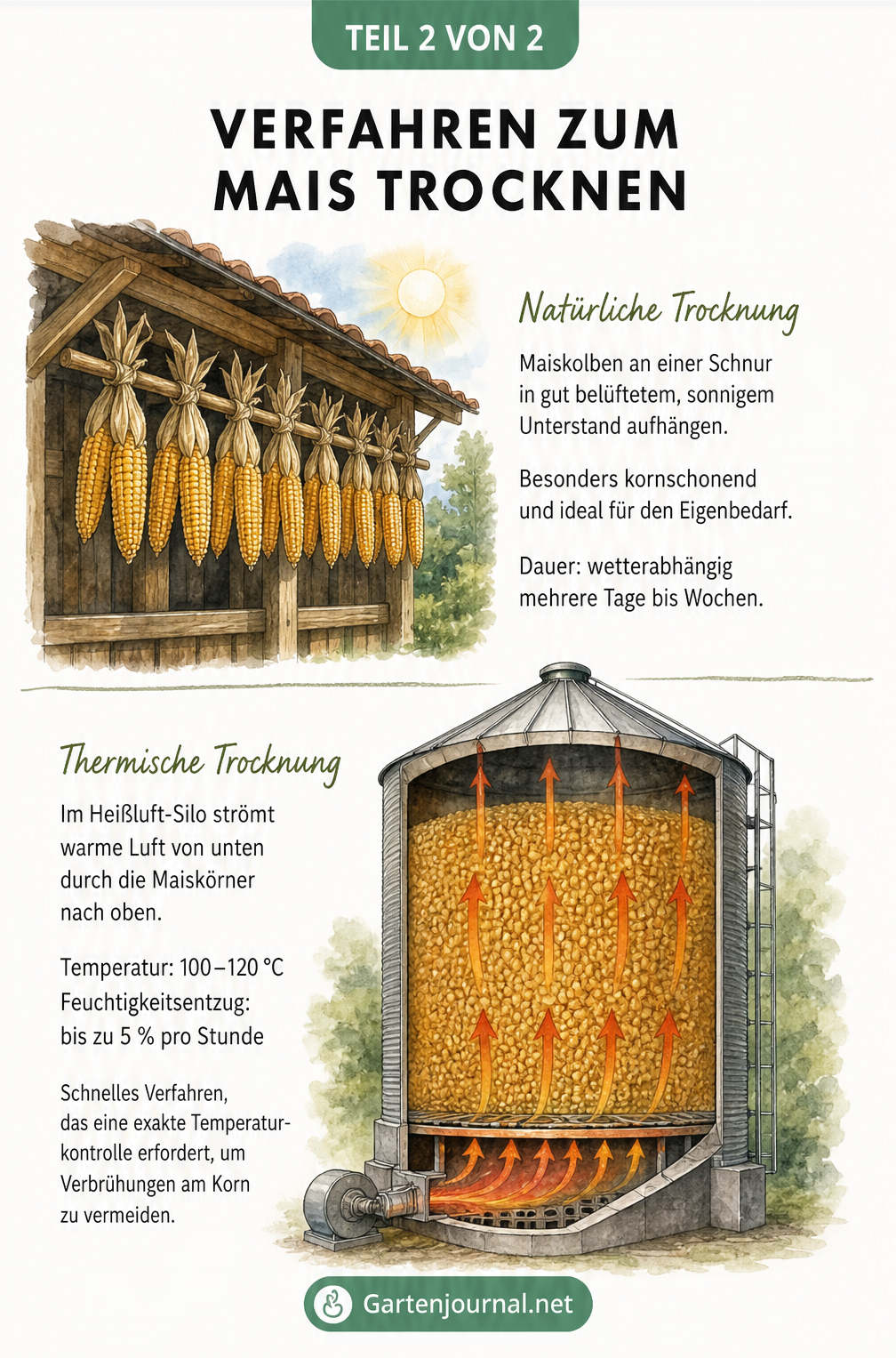 Vergleich von natürlicher Trocknung an der Luft und thermischer Trocknung im Heißluft-Silo für Mais