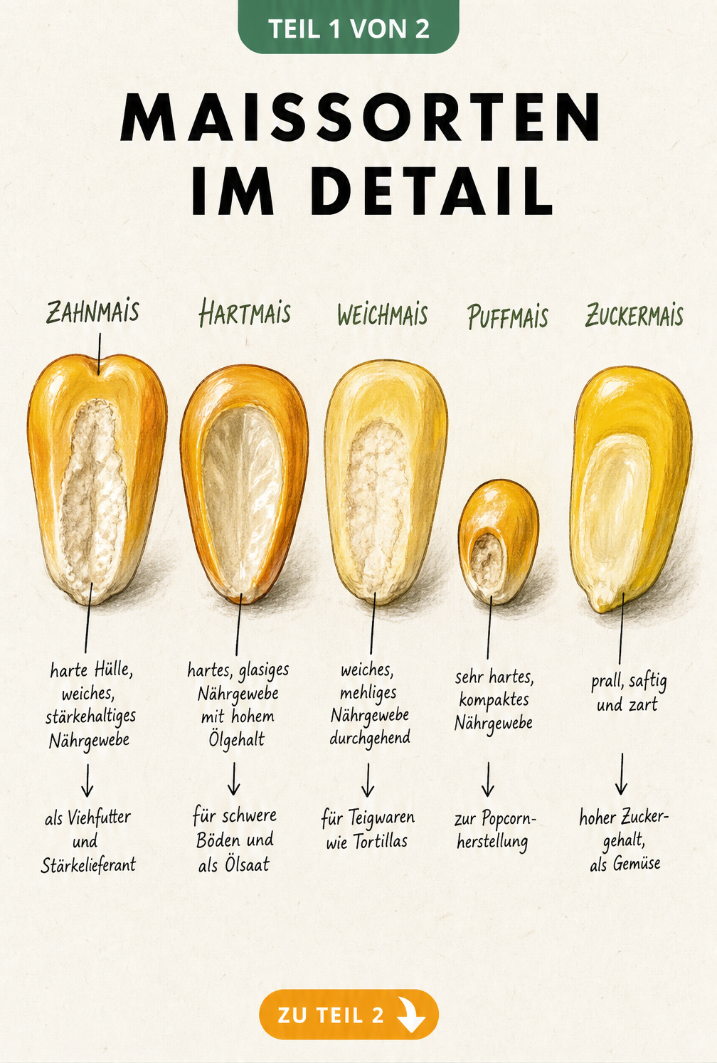 Botanische Illustration von fünf Maiskörnern im Querschnitt: Zahnmais, Hartmais, Weichmais, Puffmais und Zuckermais mit ihren spezifischen Eigenschaften.