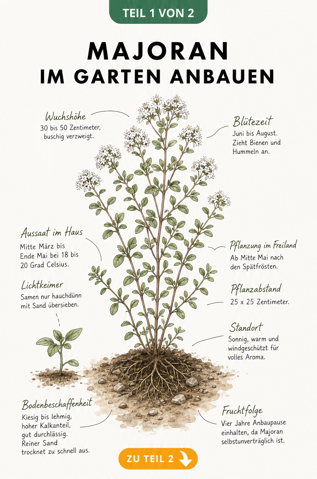 Botanische Illustration einer Majoranpflanze mit Details zu Aussaat, Standort und Wuchshöhe