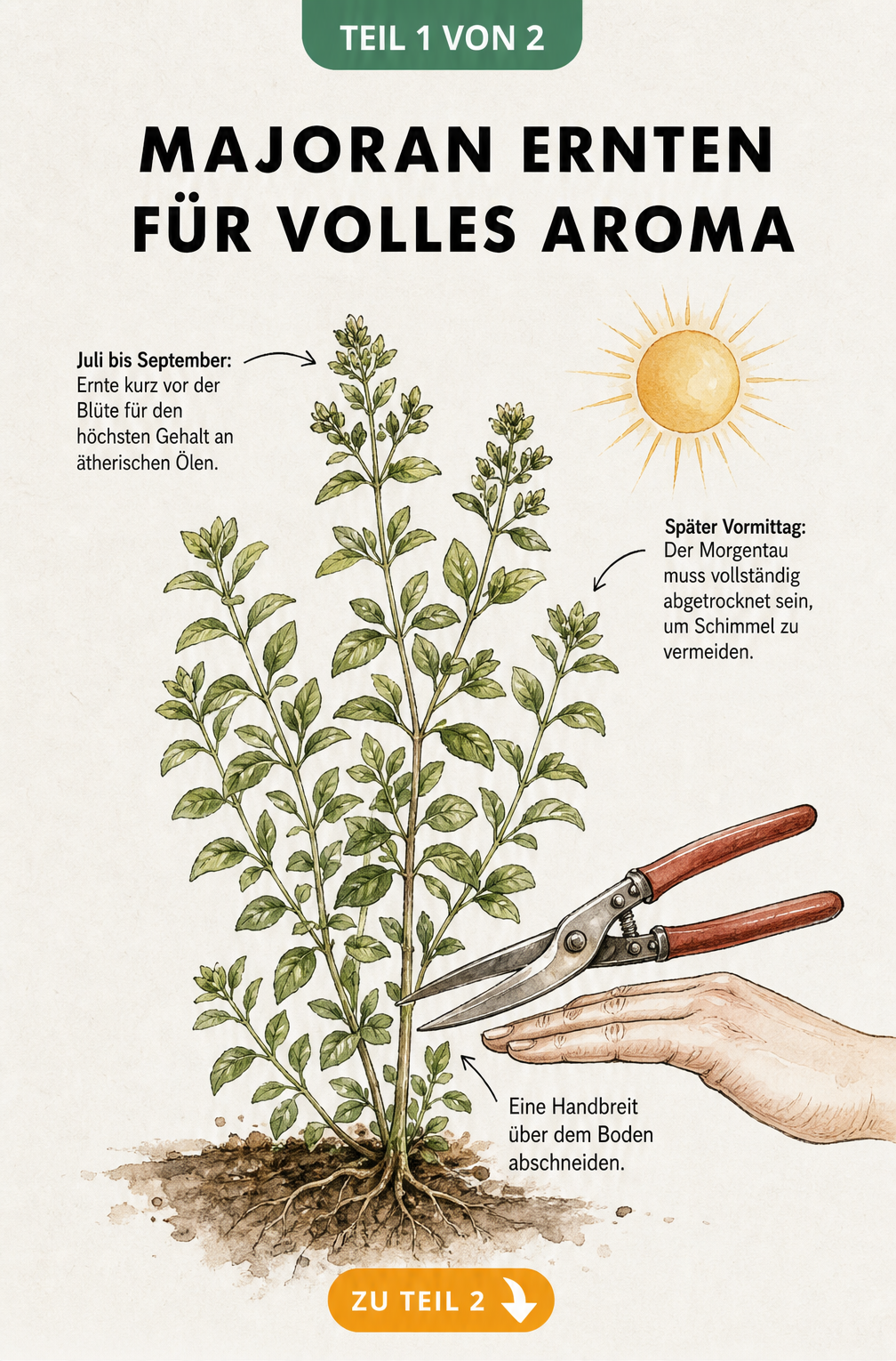 Botanische Illustration einer Majoranpflanze mit Hinweisen zum optimalen Erntezeitpunkt und Schnitt