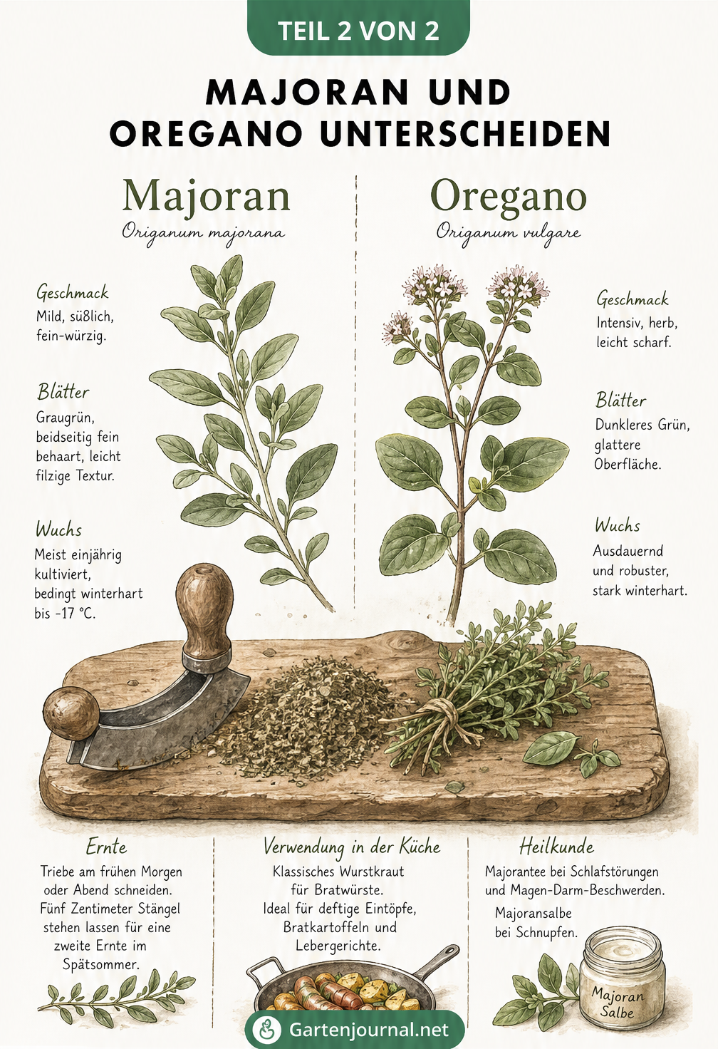 Vergleich von Majoran und Oregano mit Details zu Geschmack, Blättern und Verwendung