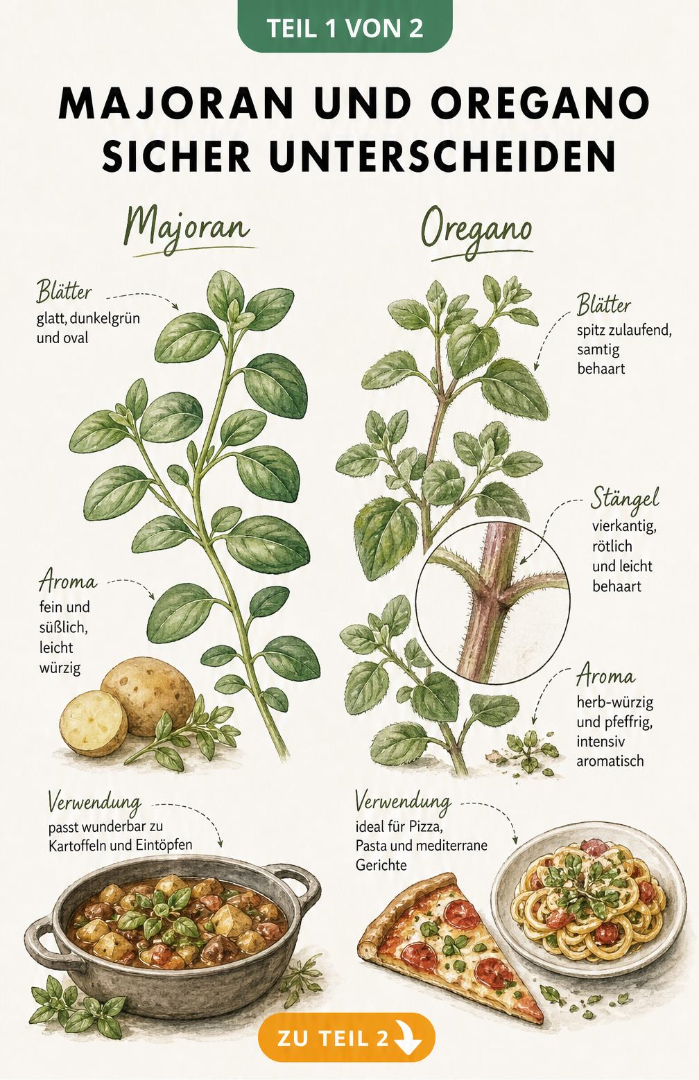 Botanische Illustration von Majoran und Oregano mit Markierungen der Blätter und Stängel zur Unterscheidung