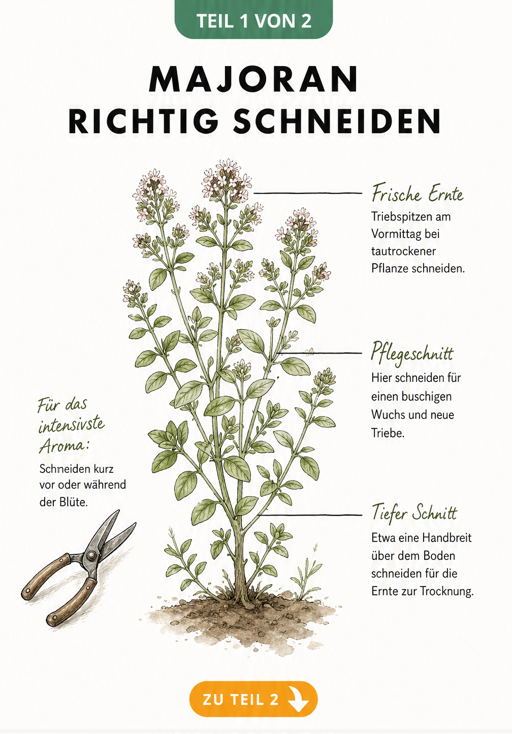 Botanische Illustration einer Majoranpflanze mit Markierungen für den richtigen Schnitt zur Ernte und Pflege