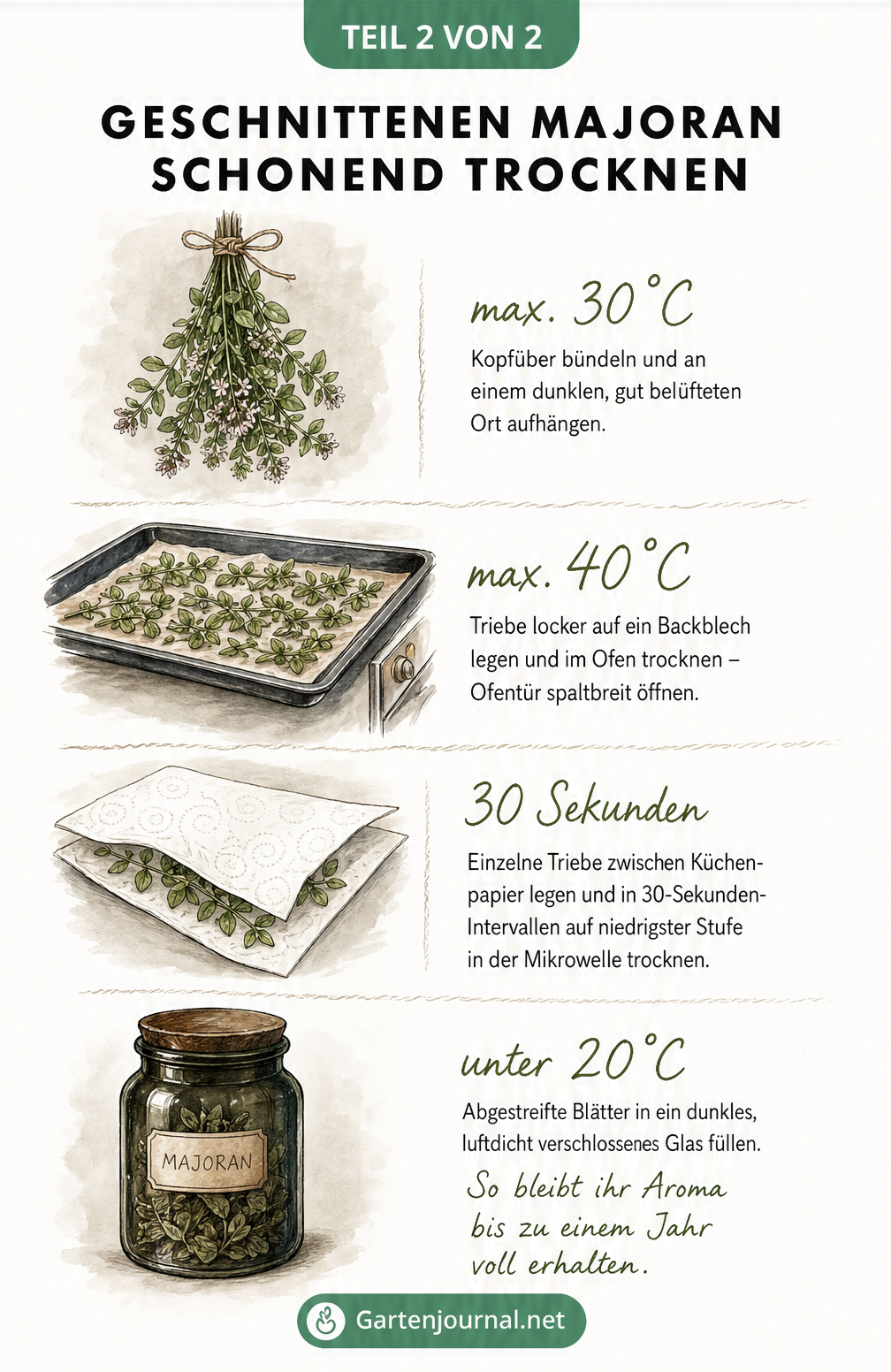 Illustration der vier Schritte zum schonenden Trocknen und Aufbewahren von Majoran