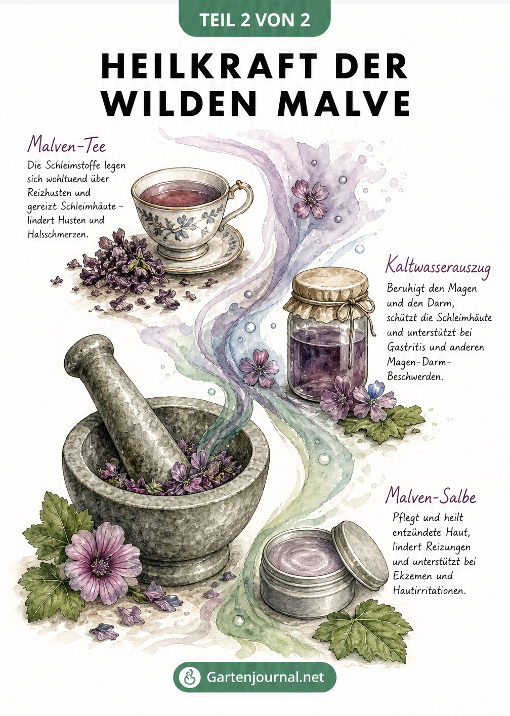 Aquarell-Illustration von Malven-Zubereitungen wie Tee, Kaltwasserauszug und Salbe