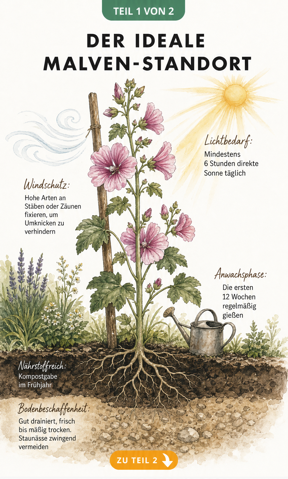 Botanische Illustration einer Malve mit Wurzelquerschnitt und Hinweisen zu Lichtbedarf, Windschutz und Bodenbeschaffenheit