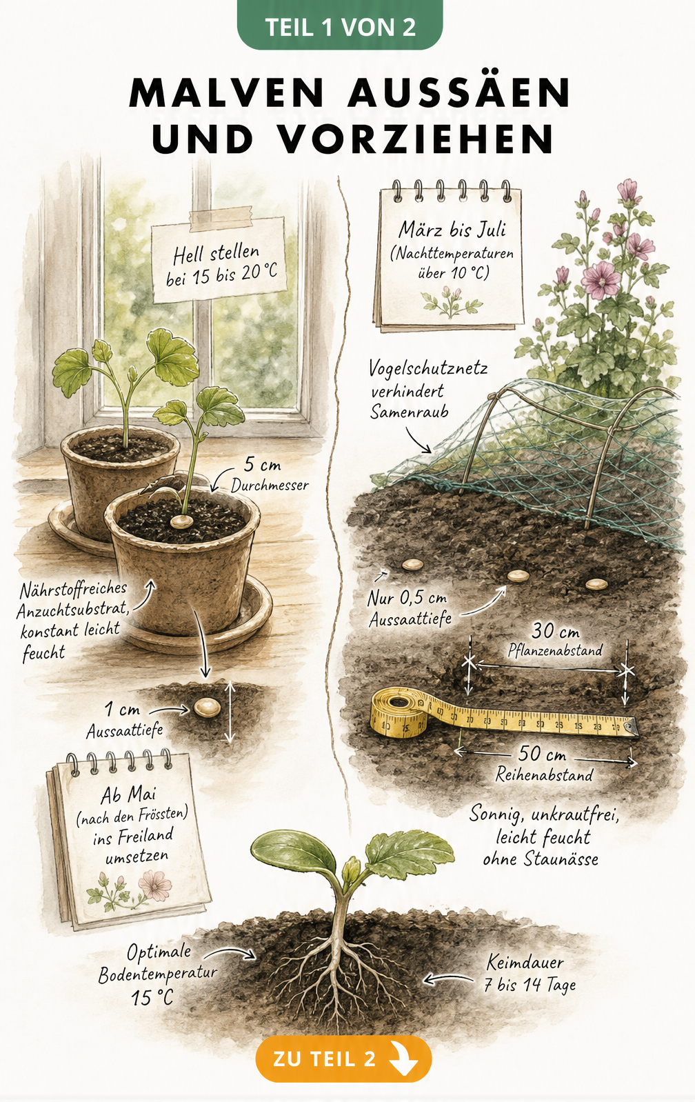 Illustration zur Aussaat von Malven: Vorziehen auf der Fensterbank und Direktsaat im Gartenbeet im Vergleich