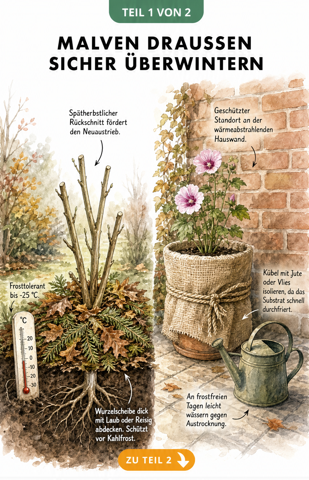 Illustration einer mehrjährigen Malve im Gartenbeet mit Laubabdeckung und einer Malve im Pflanzkübel mit Jute-Isolierung