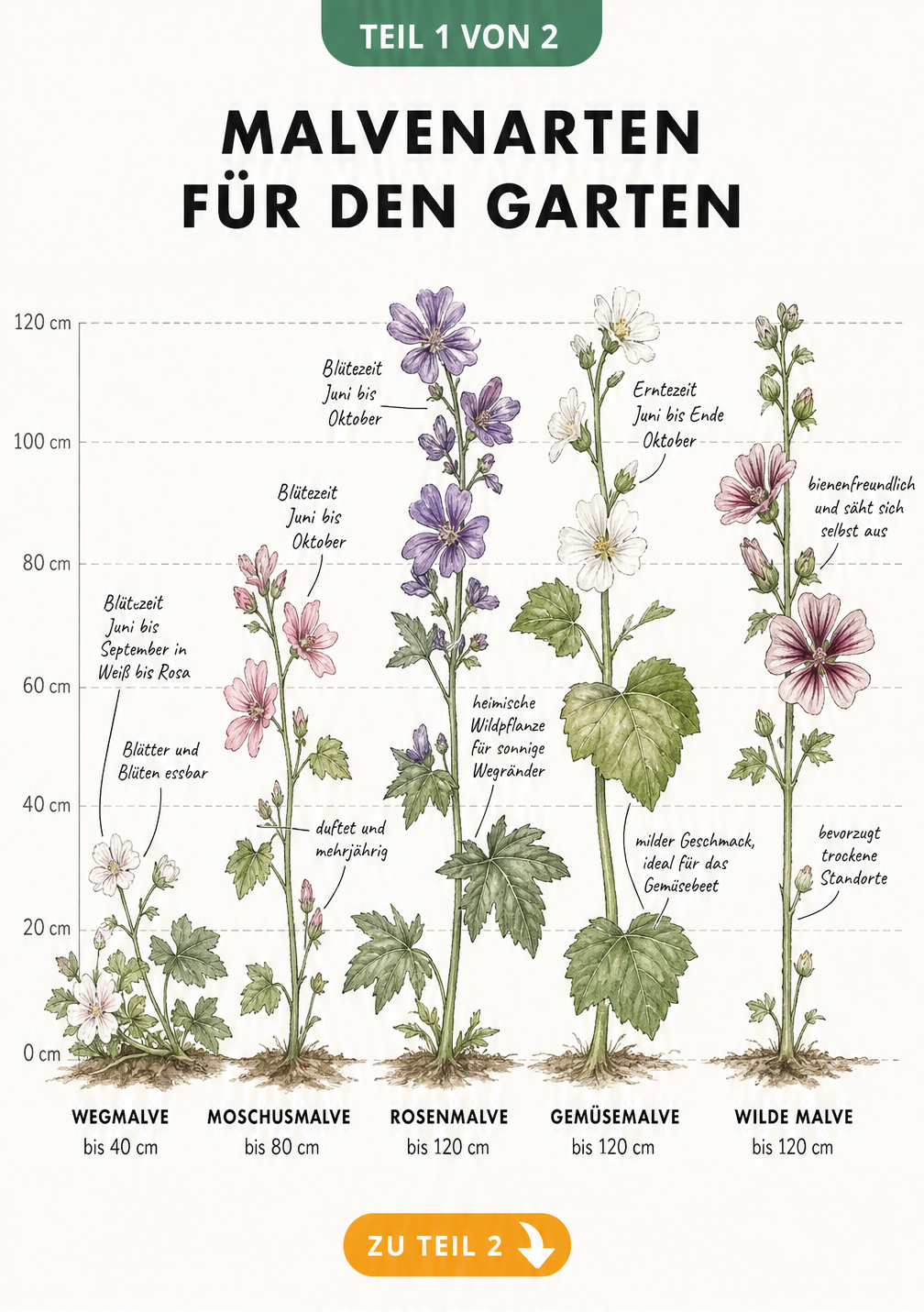 Botanische Illustration von fünf Malvenarten mit Wuchshöhen und Eigenschaften