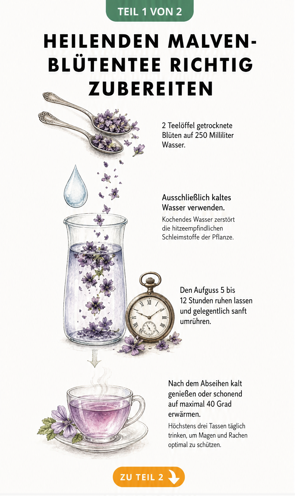 Illustration zur Zubereitung von Malvenblütentee als Kaltauszug mit Teelöffeln, Wassertropfen und Sanduhr
