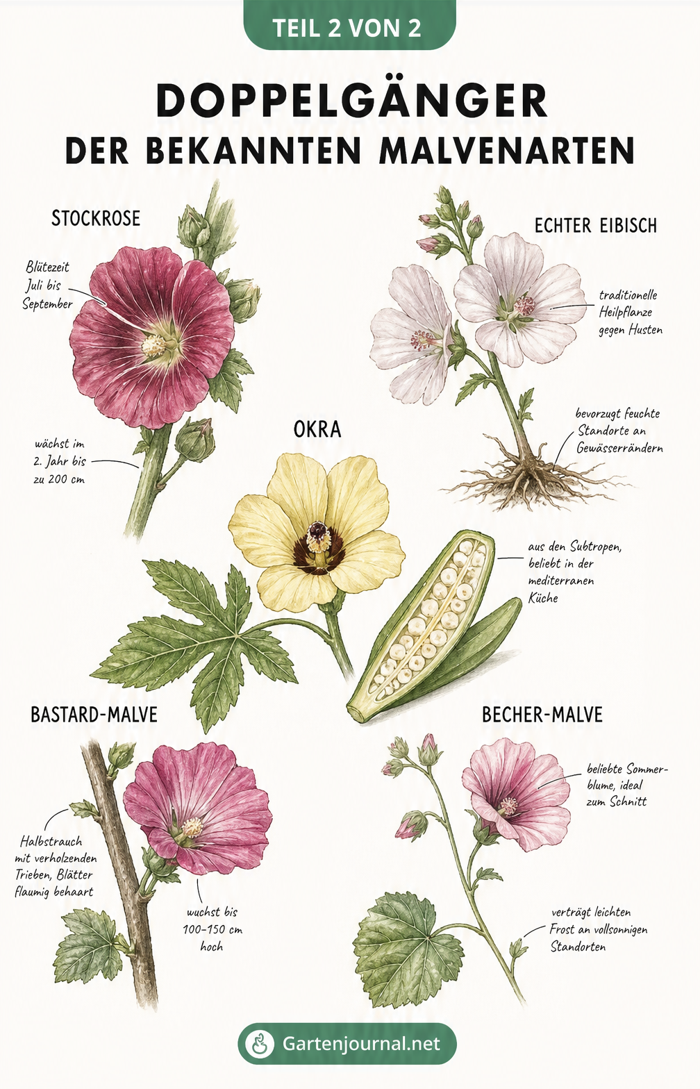 Detailzeichnungen von Blüten und Blättern verwandter Malvengewächse wie Stockrose und Okra