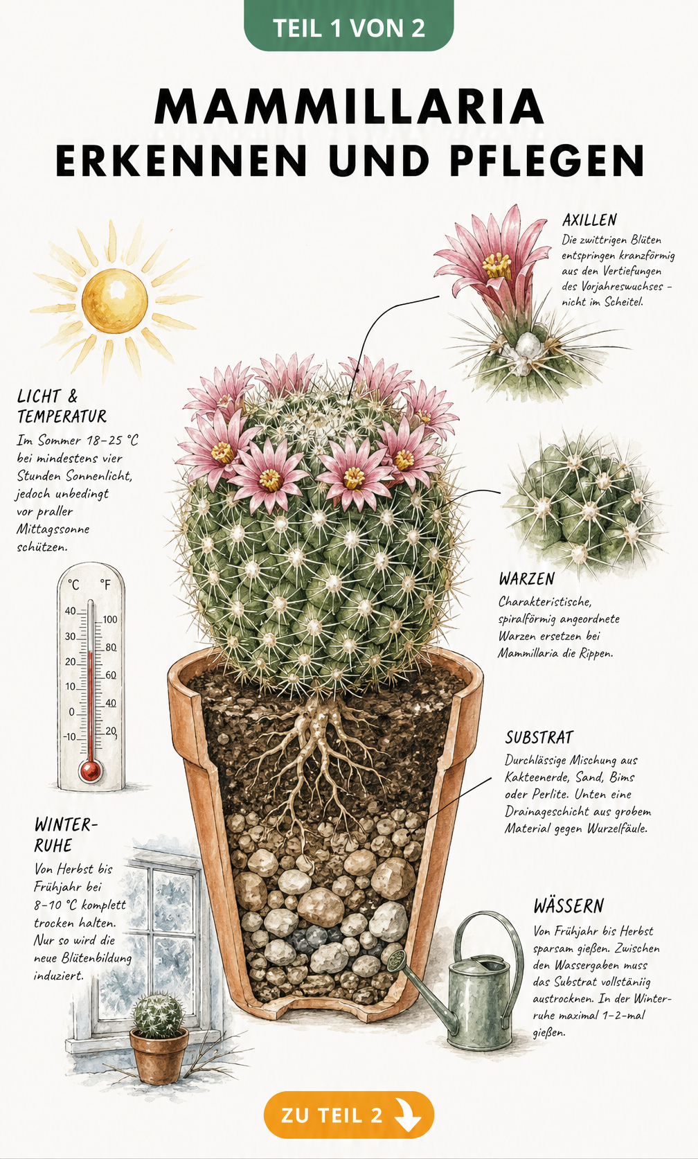 Illustration einer blühenden Mammillaria im Querschnitt mit Erdschichten, Pflegedaten zu Licht, Temperatur und Gießverhalten.