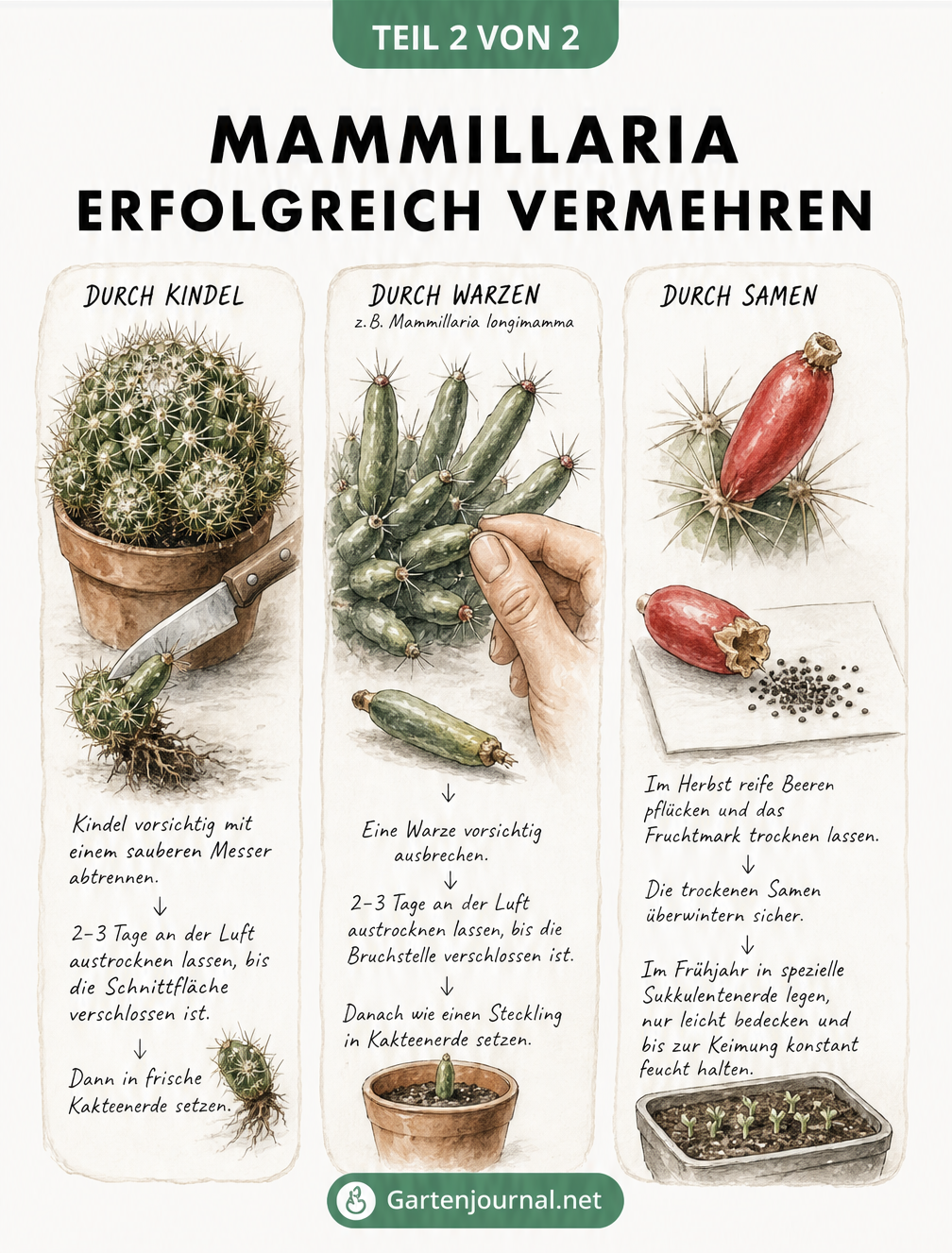 Skizzen zur Vermehrung von Mammillarien durch Kindel, Warzen und Samen.