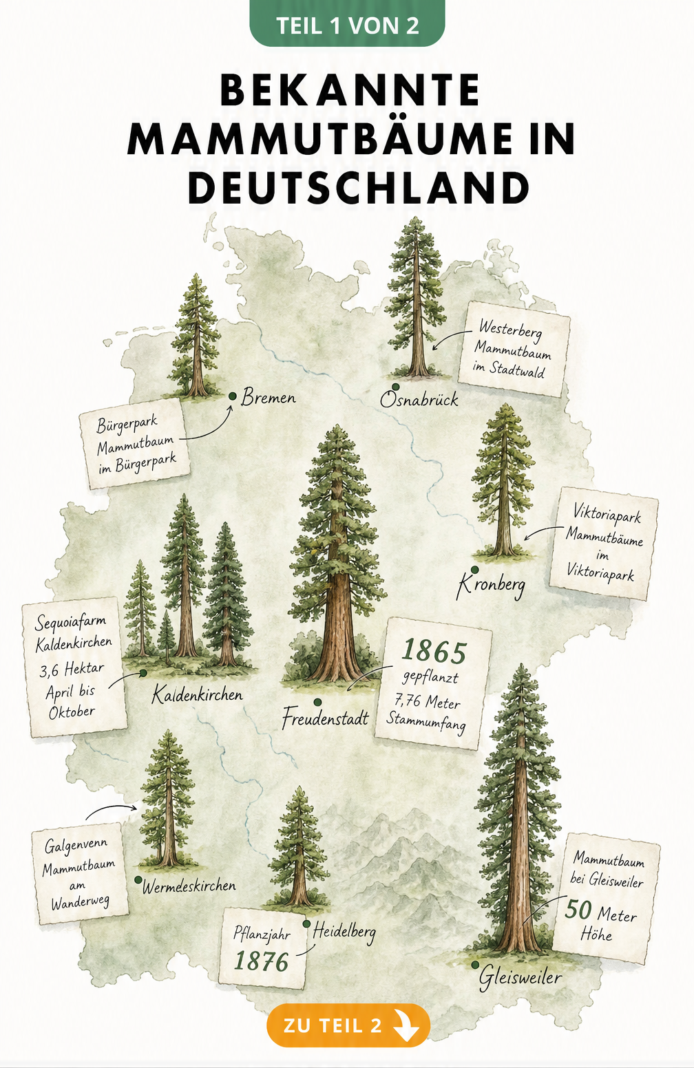 Handgezeichnete botanische Landkarte von Deutschland mit Standorten bekannter Mammutbäume wie Freudenstadt, Gleisweiler und Kaldenkirchen.