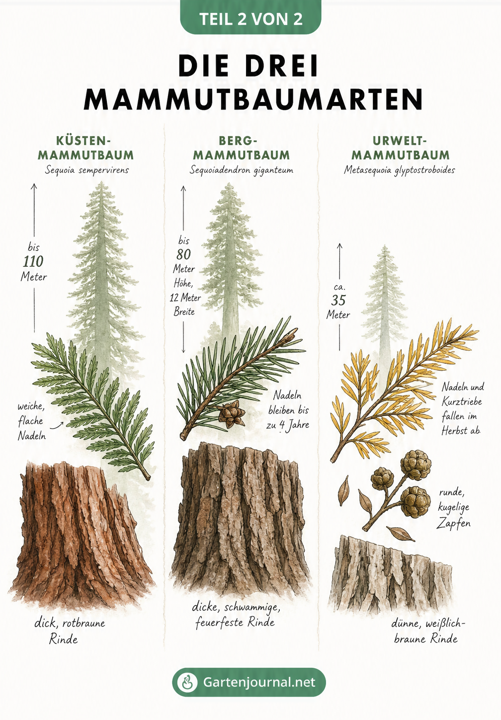 Botanische Illustration zum Vergleich von Küstenmammutbaum, Bergmammutbaum und Urweltmammutbaum mit Details zu Nadeln, Rinde und Höhe.