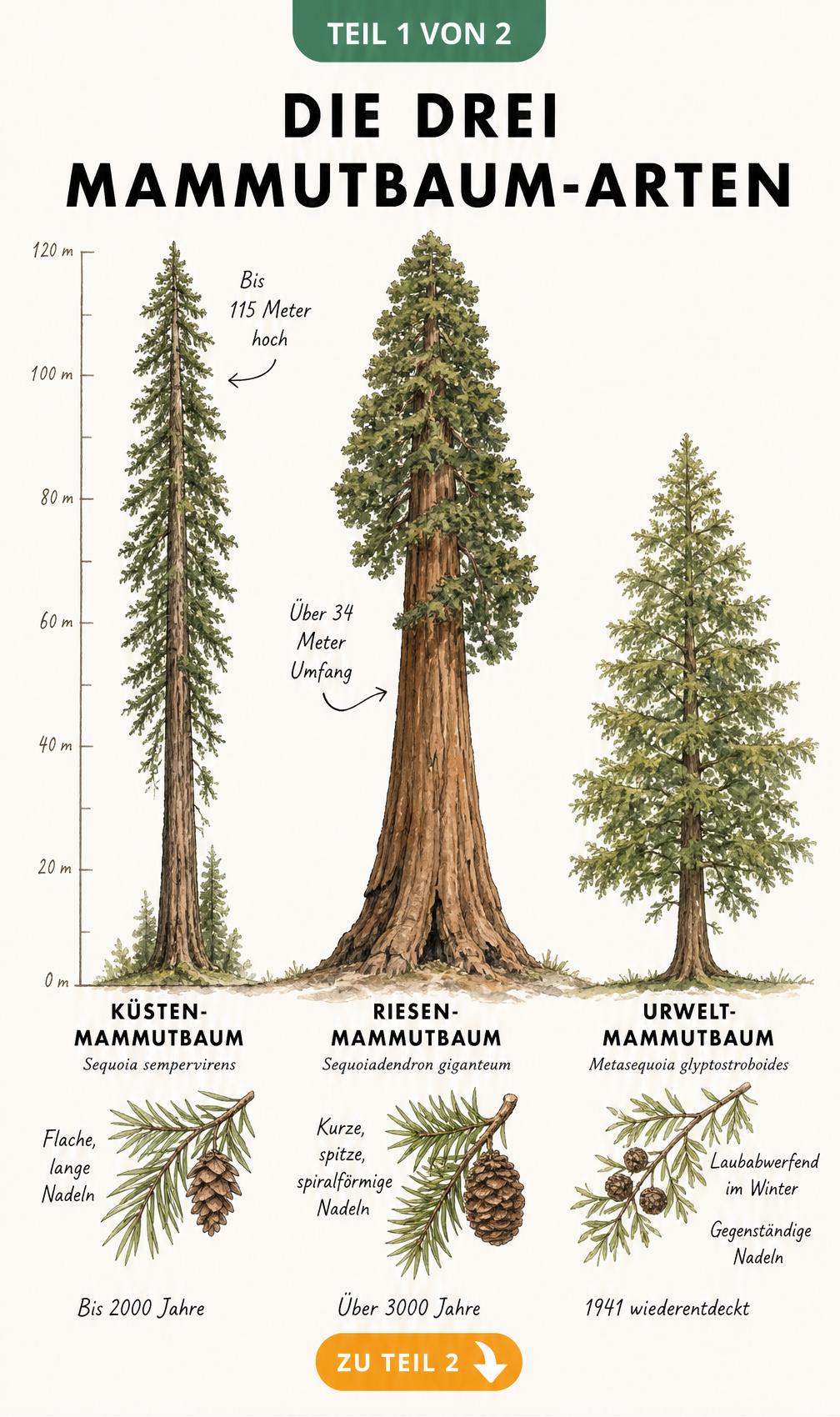 Botanische Illustration der drei Mammutbaum-Arten: Küstenmammutbaum, Riesenmammutbaum und Urweltmammutbaum mit Details zu Nadeln und Zapfen.