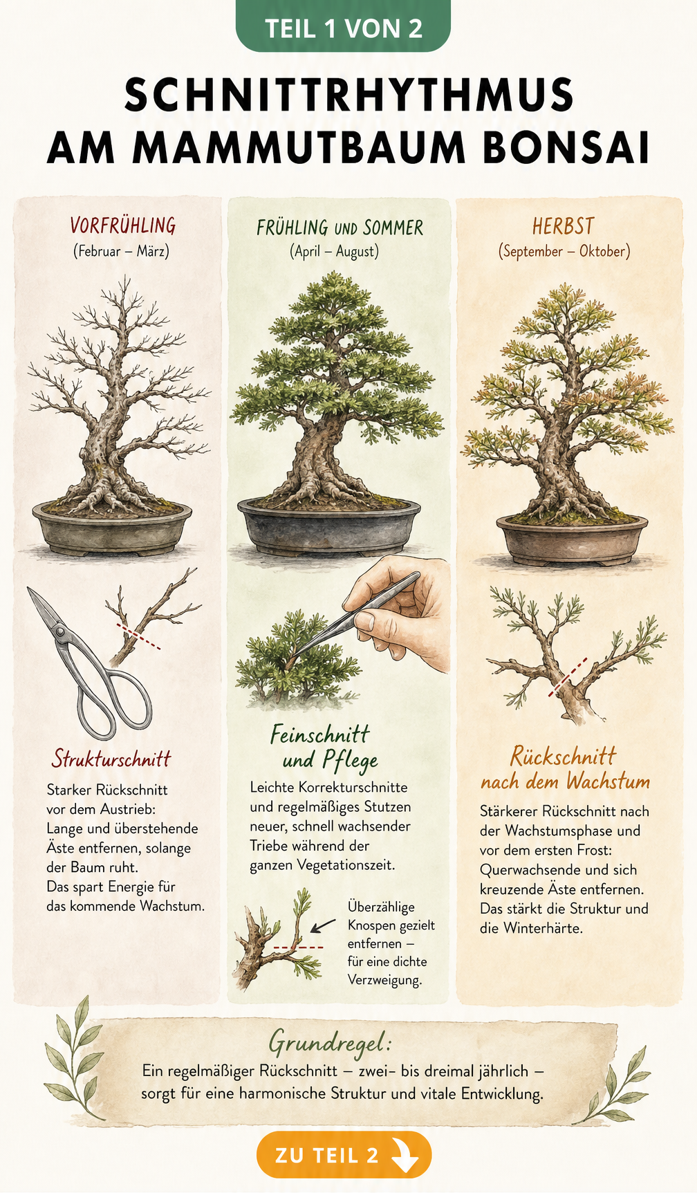 Botanische Lehrtafel zum Schnittrhythmus am Mammutbaum Bonsai im Jahreslauf