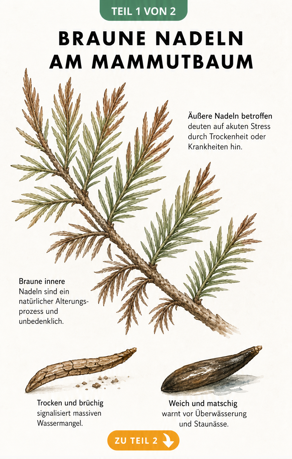 Botanische Illustration eines Mammutbaum-Zweiges mit braunen Nadeln, die auf Wassermangel oder Alterung hinweisen.