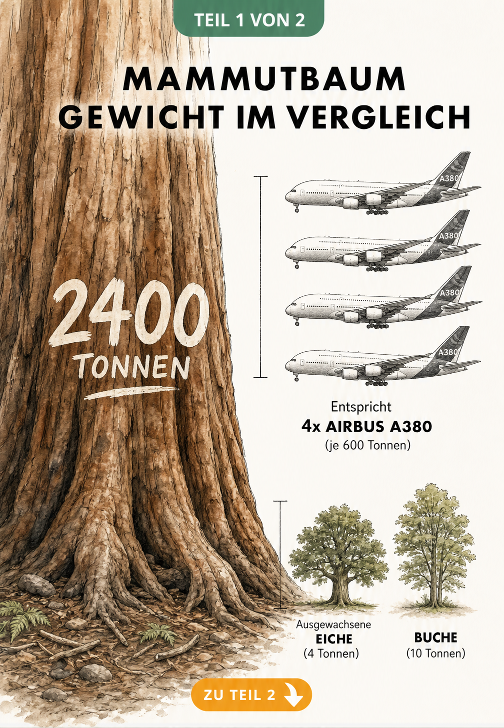 Illustration eines Mammutbaumstamms mit Gewichtsvergleich zu vier Airbus A380 und heimischen Bäumen