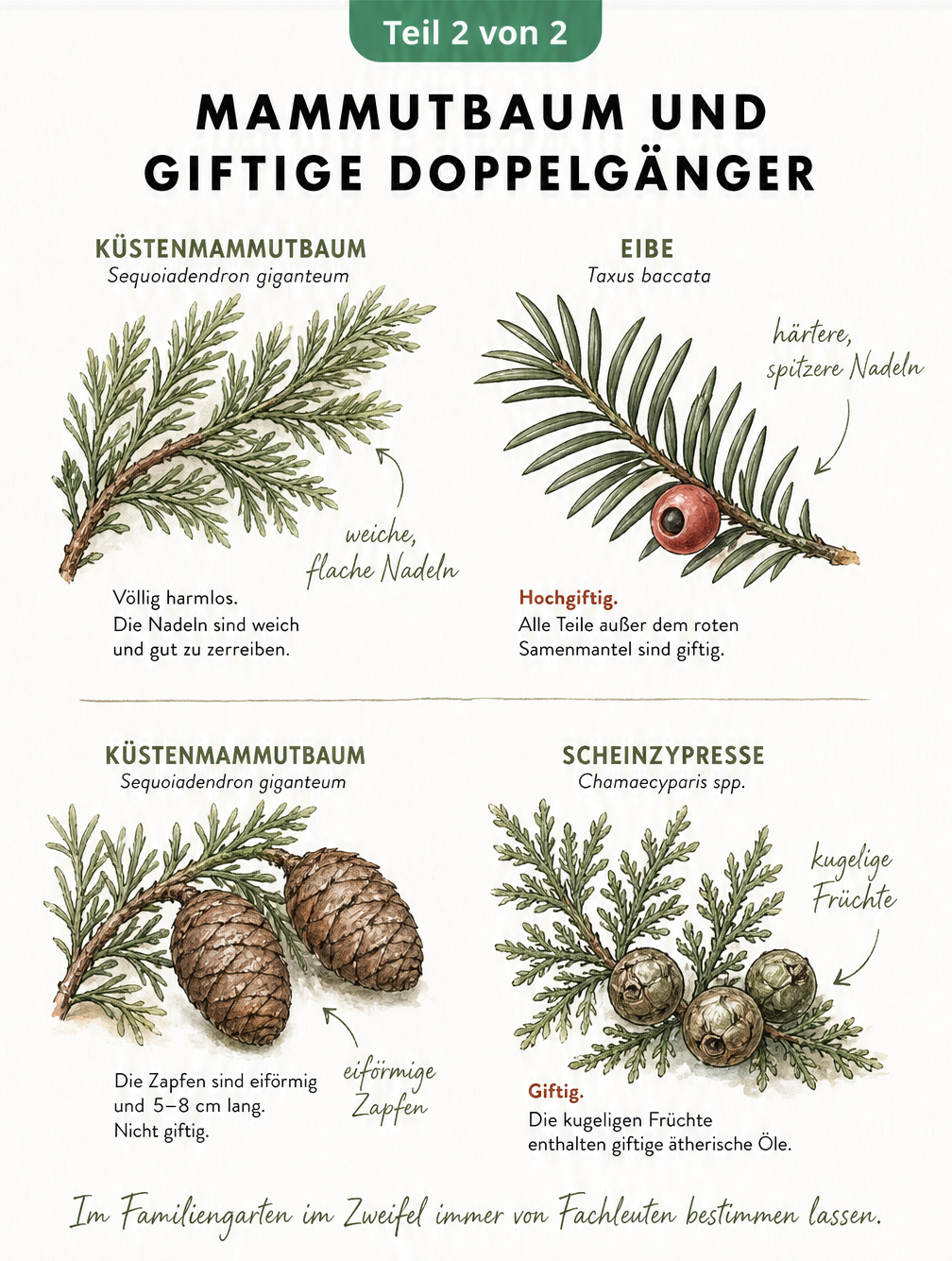 Botanische Gegenüberstellung von Mammutbaum-Nadeln und -Zapfen mit den giftigen Doppelgängern Eibe und Scheinzypresse