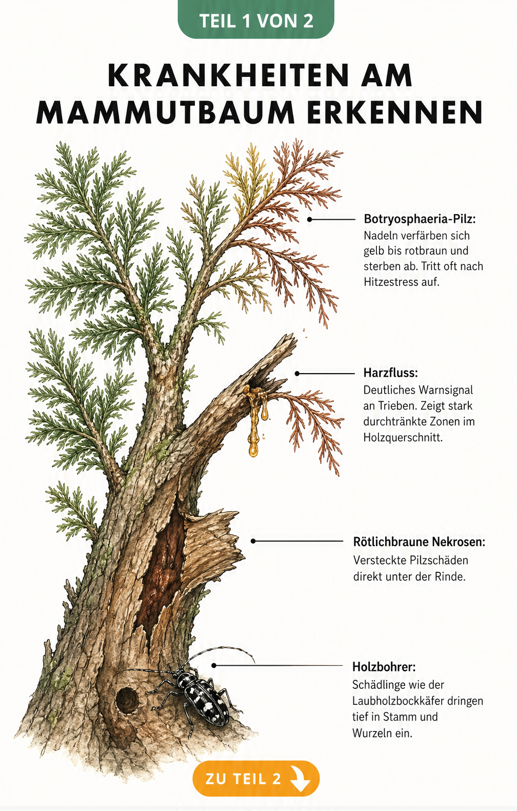 Botanische Illustration eines Mammutbaum-Zweiges mit Schadbildern wie Botryosphaeria-Triebsterben, Harzfluss und Rindennekrosen sowie einem Laubholzbockkäfer.