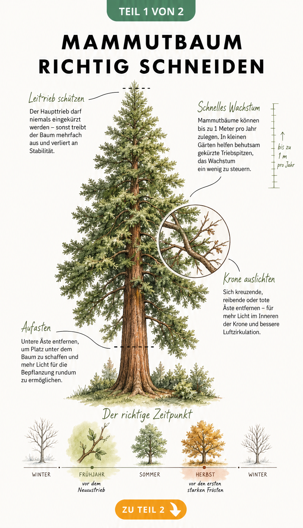 Botanische Illustration eines Mammutbaums mit Hinweisen zum richtigen Schnitt, Auslichten und Aufasten