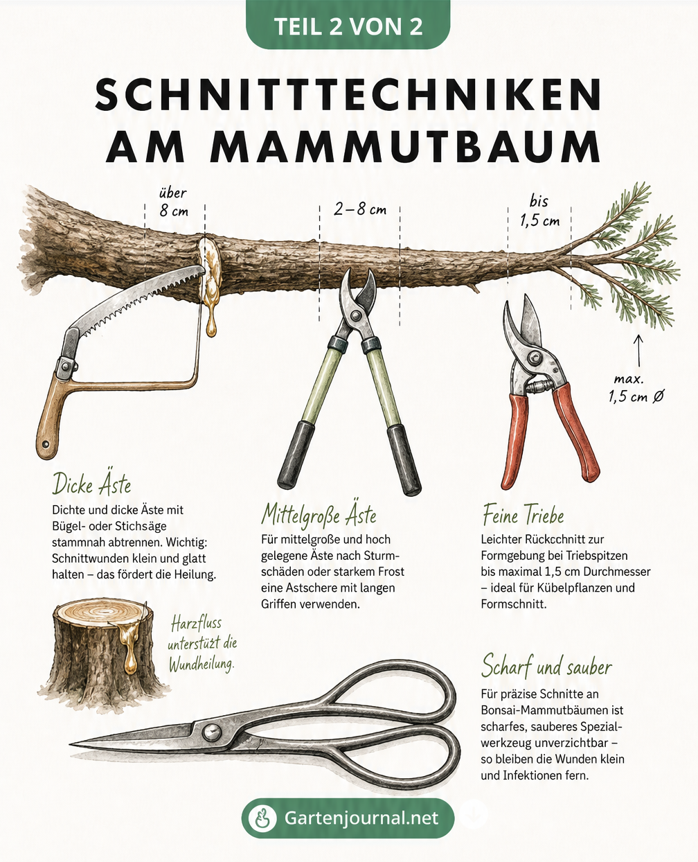 Illustration eines Astes mit passenden Werkzeugen wie Baumsäge, Astschere und Gartenschere je nach Astdicke