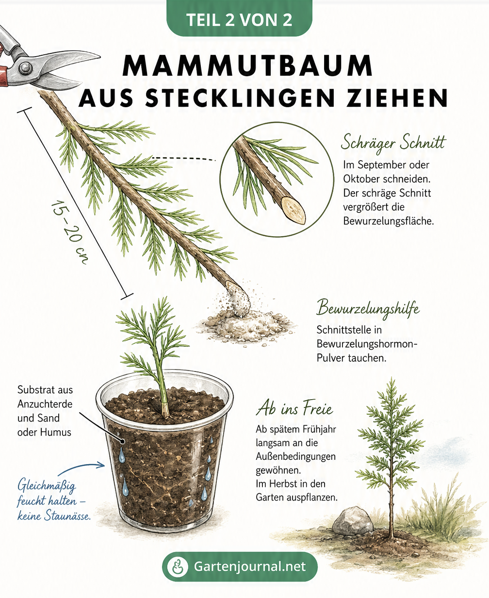 Illustration der Mammutbaum-Vermehrung durch Stecklinge: Schnittwinkel, Bewurzelungshilfe und Einpflanzen