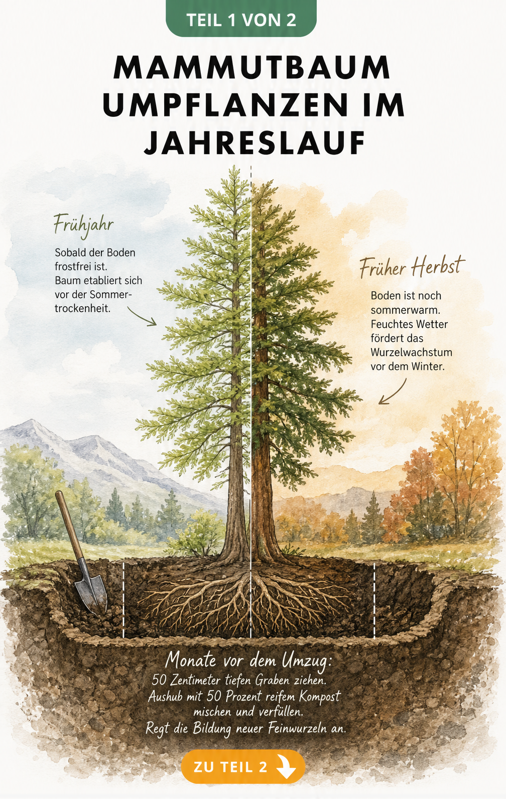 Illustration eines Mammutbaums im Jahreslauf, die den idealen Zeitpunkt zum Umpflanzen im Frühjahr und Herbst zeigt.