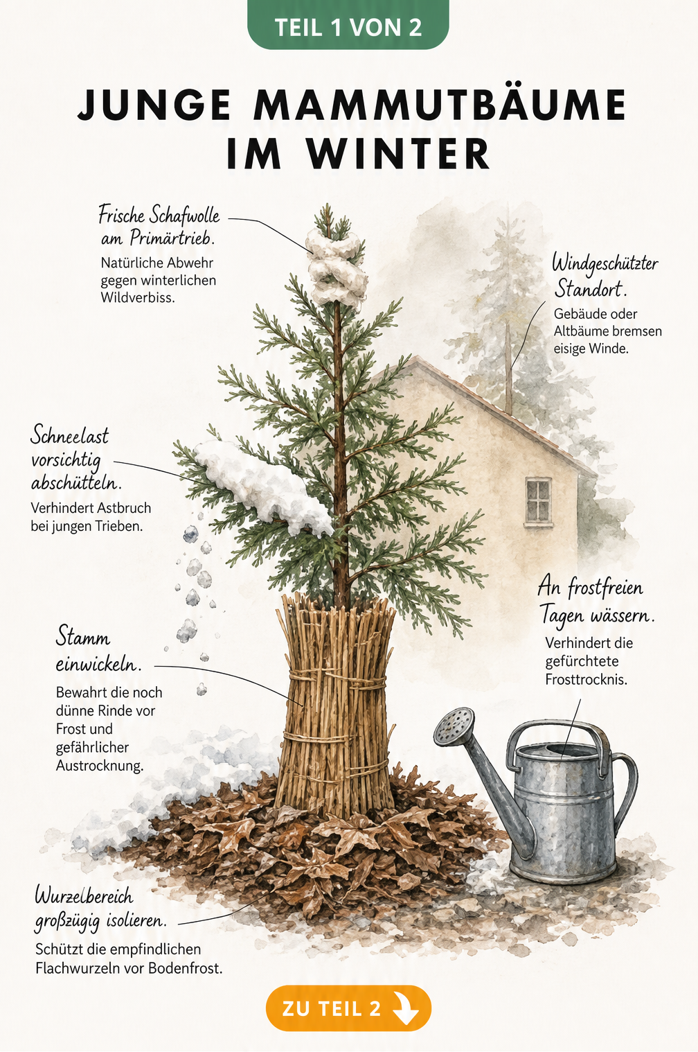 Illustration eines jungen Mammutbaums im Winter mit Schutzmaßnahmen wie Rindenmulch, Schilfrohrmatte und Schafwolle