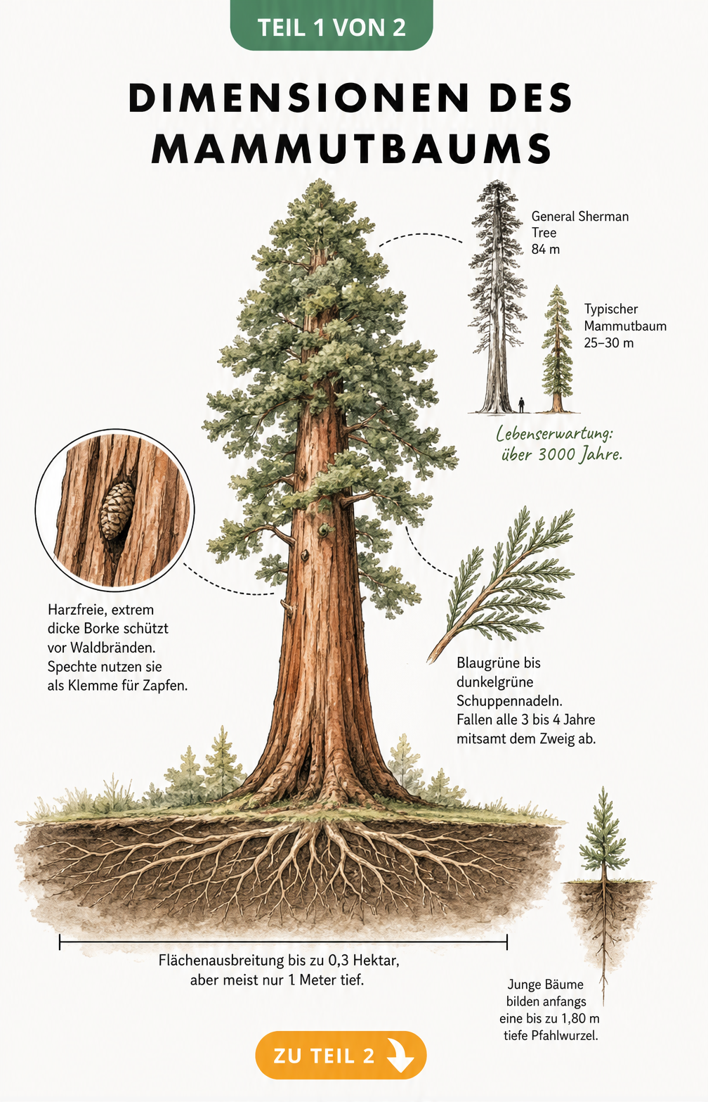 Botanische Illustration eines Mammutbaums im Querschnitt mit Wurzeln, Rinde und Größenvergleich
