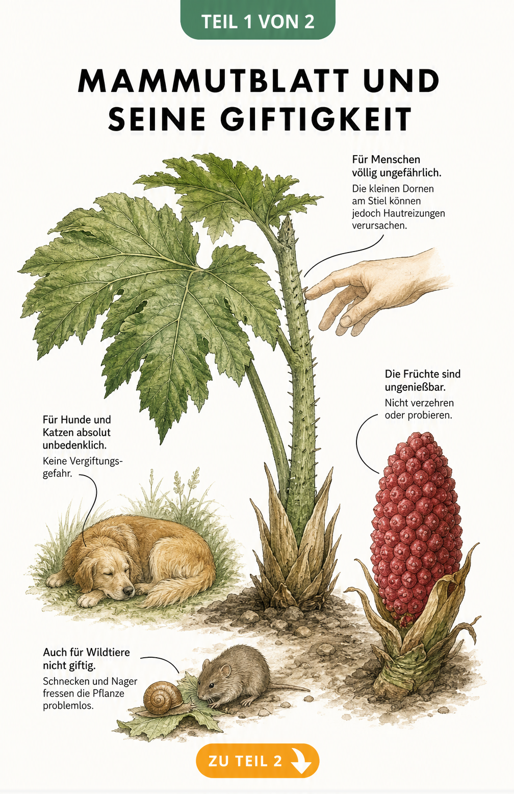Botanische Illustration eines Mammutblatts mit Hinweisen zur Unbedenklichkeit für Menschen und Tiere