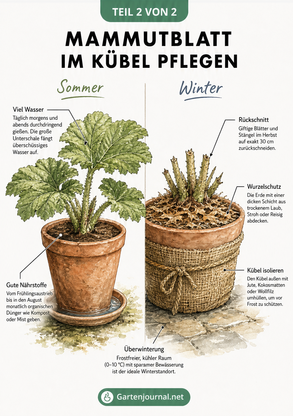 Zweigeteilte Illustration eines Mammutblatts im Kübel, die Sommerpflege und Winterschutz zeigt