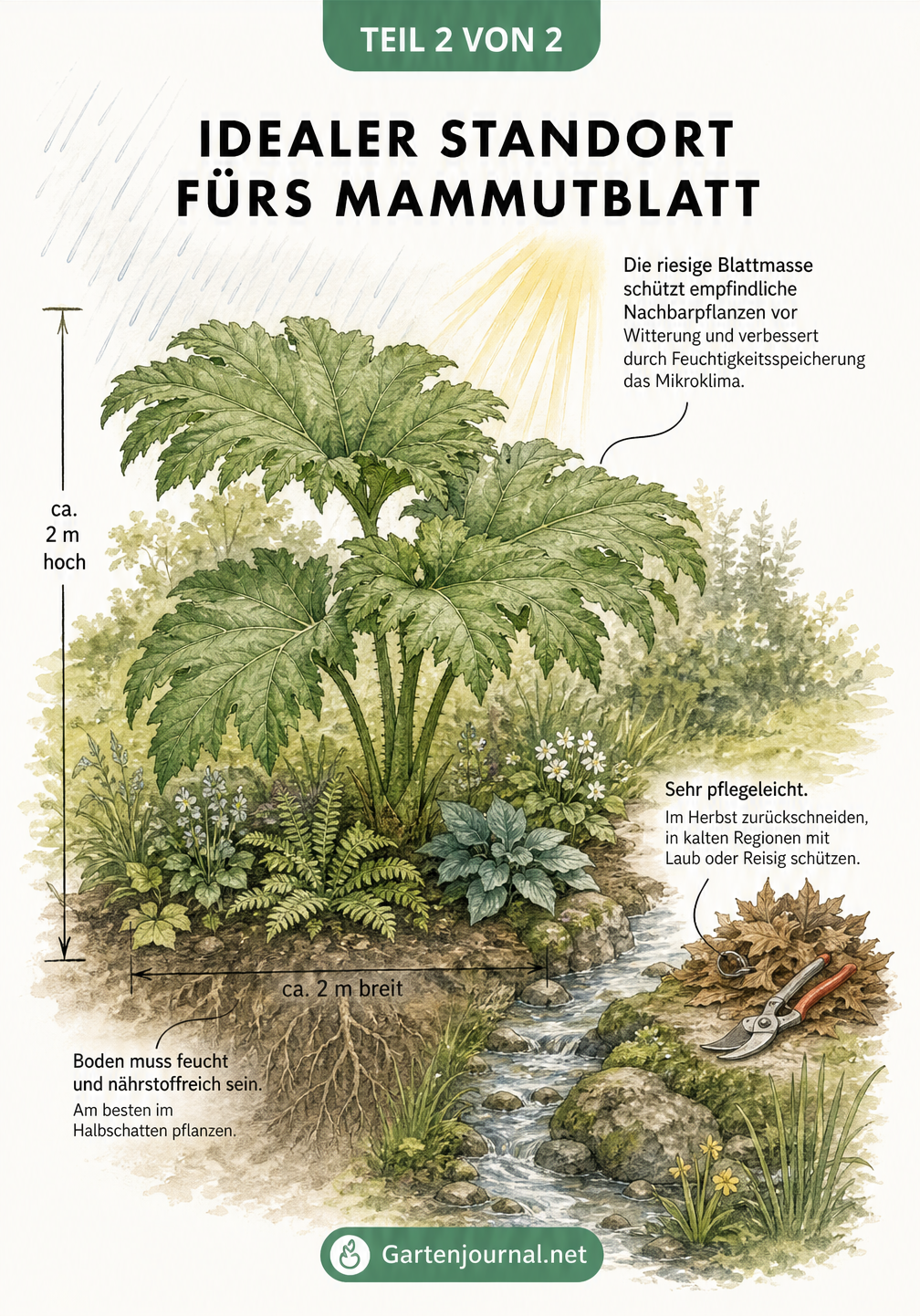 Illustration eines Mammutblatts am Bachlauf mit Hinweisen zu Standort, Boden und Pflege