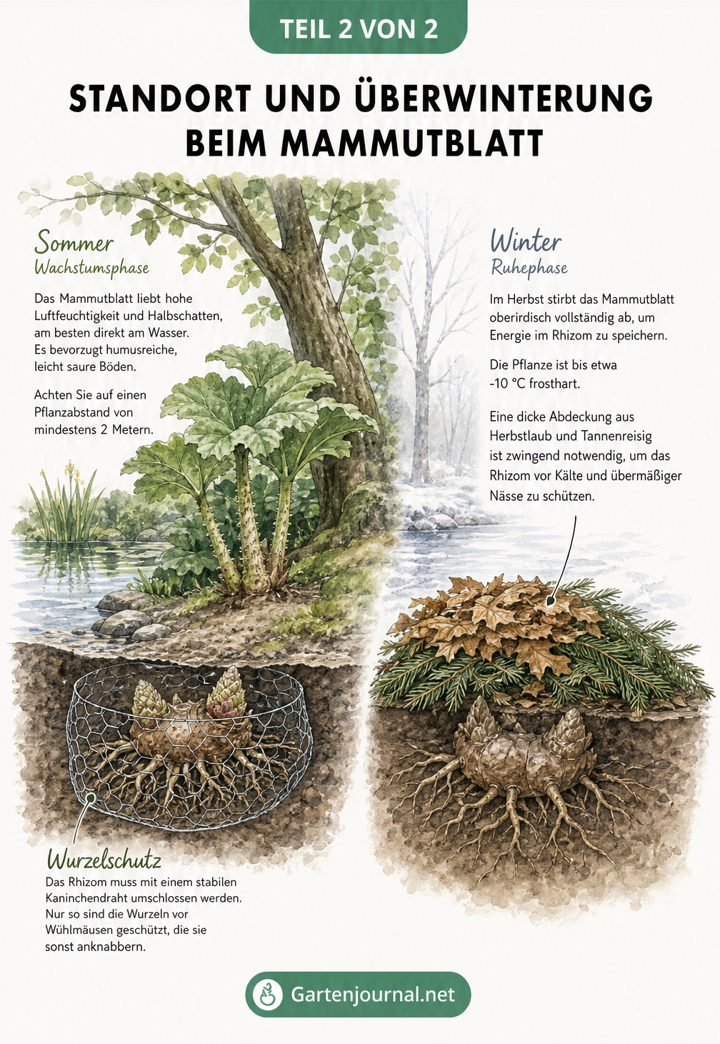 Querschnitt eines Gartenbeets am Teich, zeigt Mammutblatt im Sommer und Winterschutz über dem Rhizom