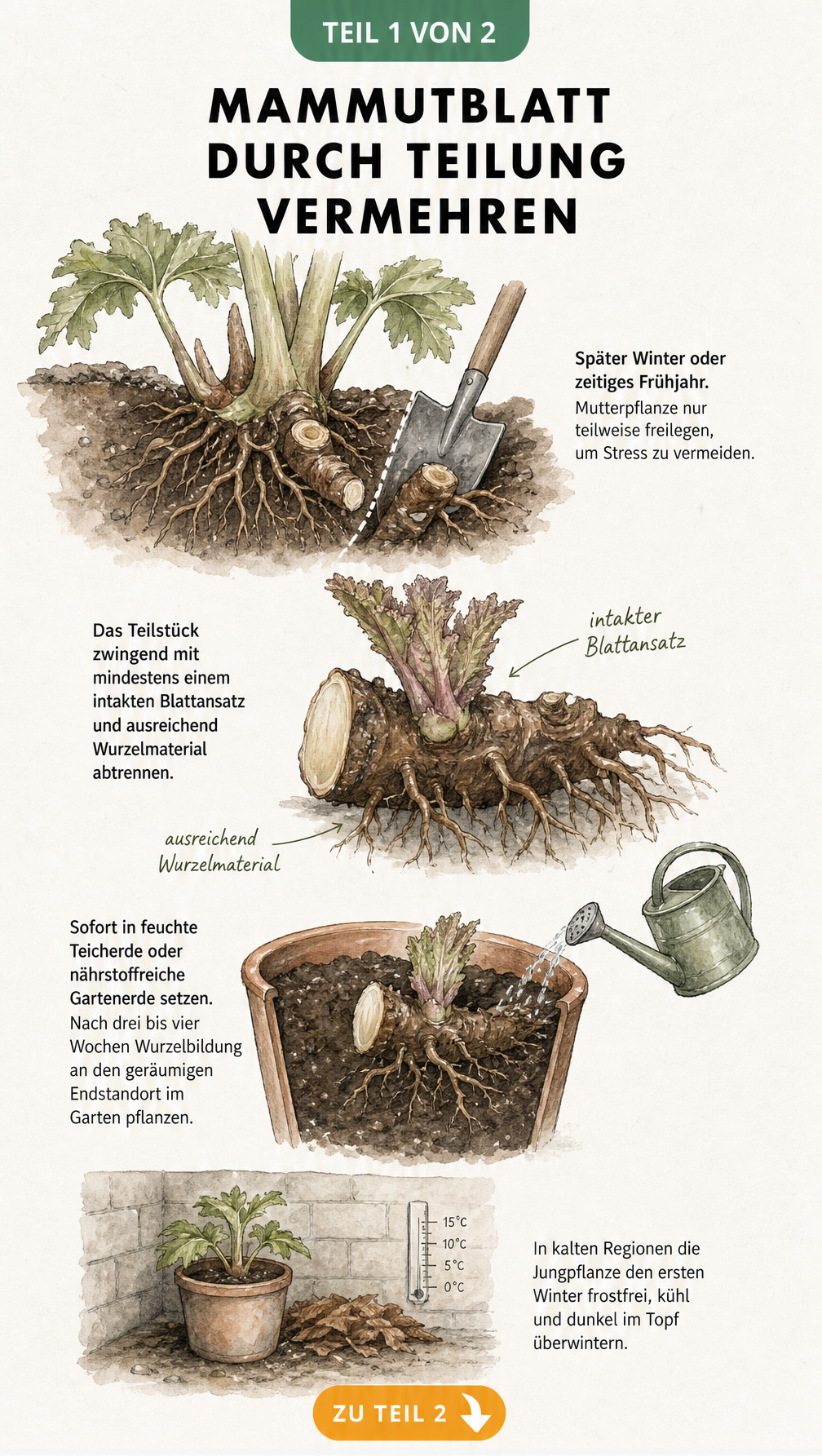 Botanische Illustration zur Vermehrung des Mammutblatts durch Teilung im späten Winter.