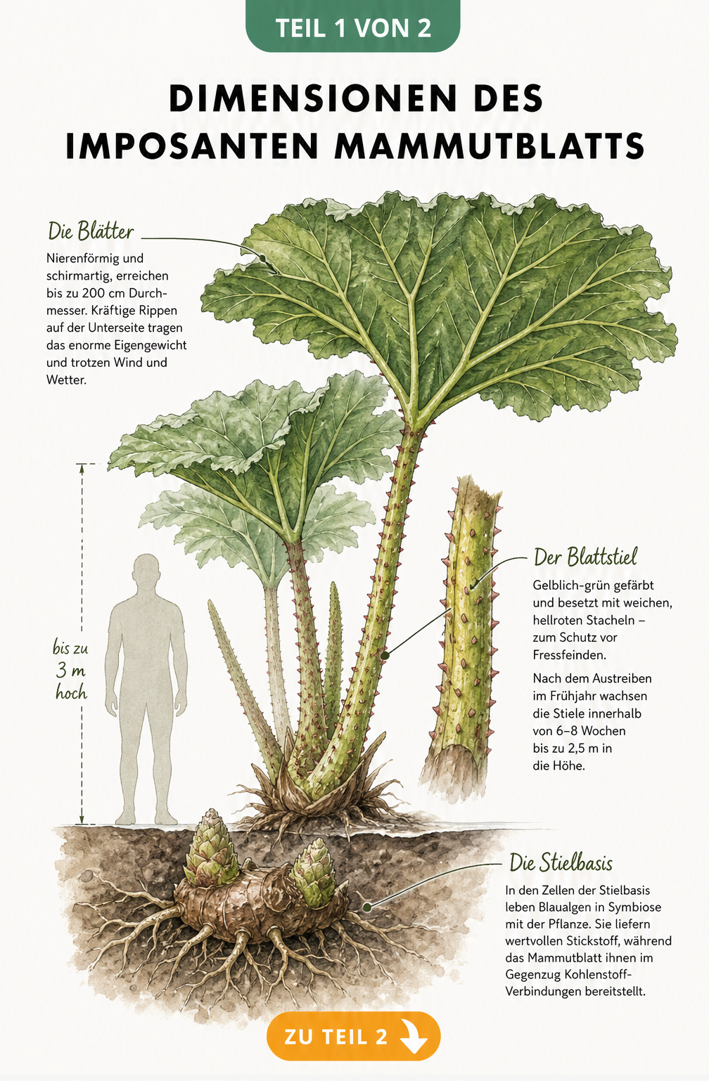 Botanische Illustration eines Mammutblatts mit Mensch als Maßstab, zeigt Wuchshöhe, Blattdurchmesser und Rhizom