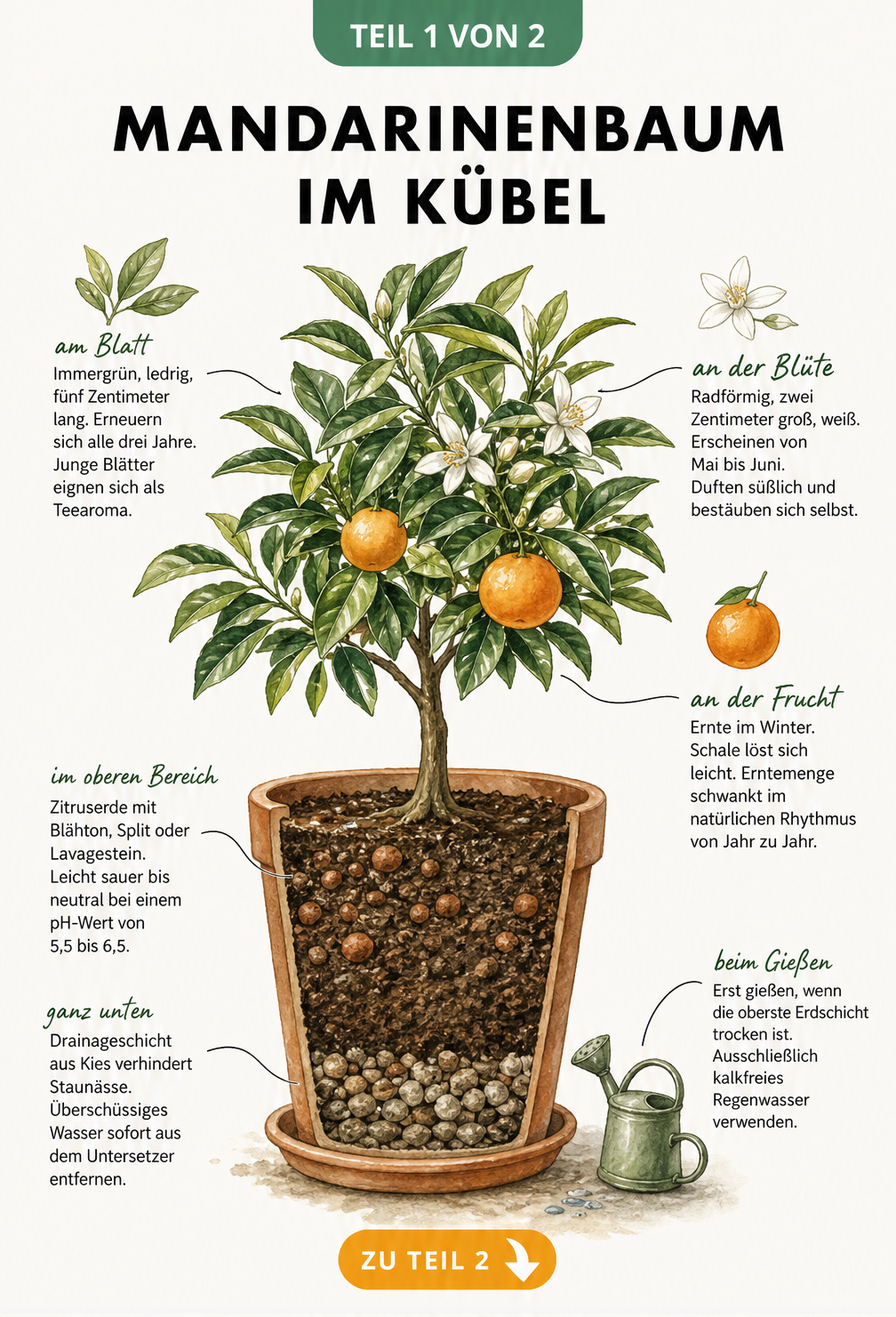 Botanische Illustration eines Mandarinenbaums im Terrakotta-Topf mit Querschnitt des Bodenaufbaus und Details zu Blättern, Blüten und Früchten.