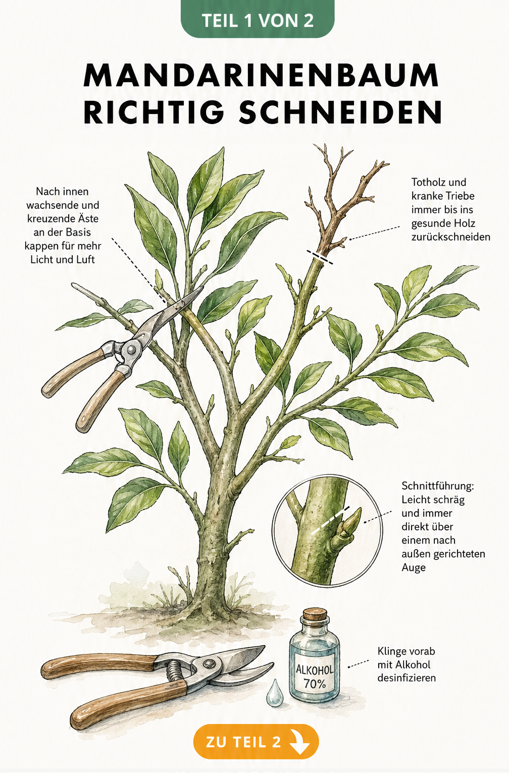 Botanische Illustration eines Mandarinenbaum-Astsystems im Querschnitt mit Schnittmarkierungen an kreuzenden Ästen und Totholz