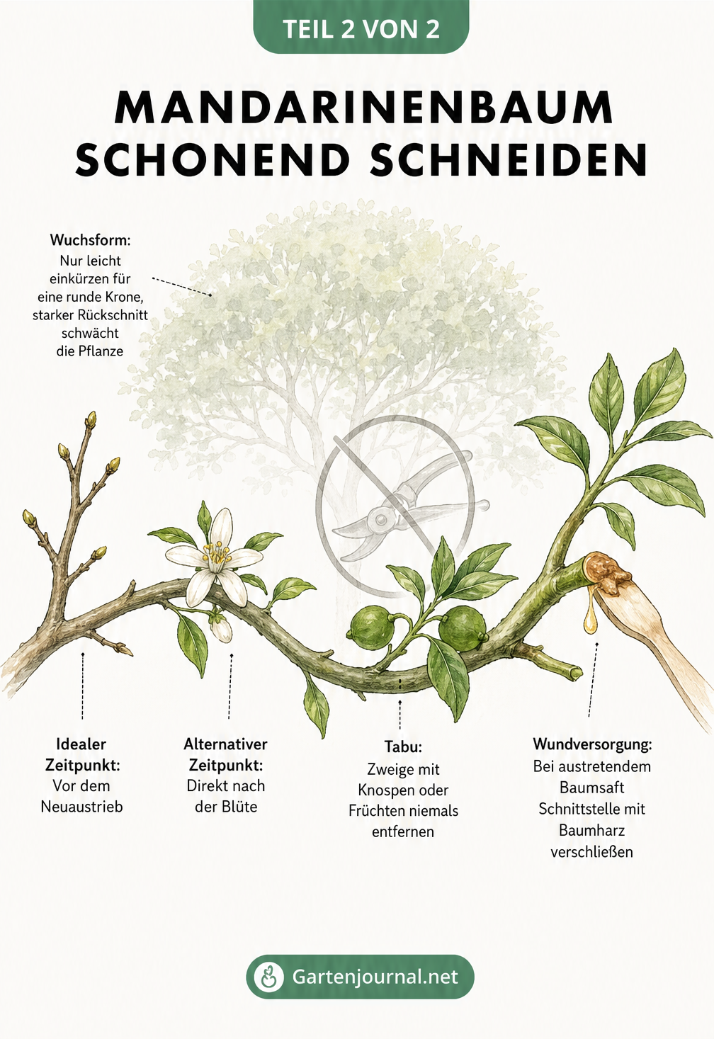 Aquarell-Zeichnung eines Mandarinen-Zweigs, die den idealen Schnittzeitpunkt vor dem Neuaustrieb und die Wundversorgung zeigt