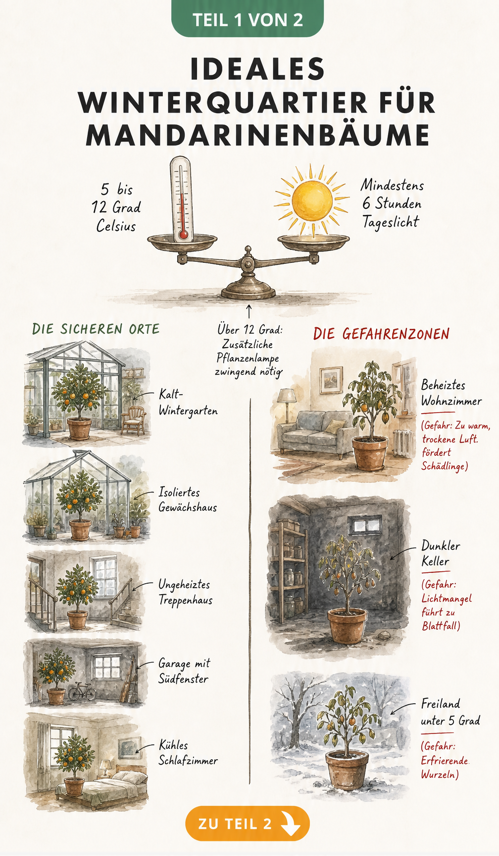 Schnittzeichnung eines Hauses zeigt geeignete und ungeeignete Räume zum Überwintern eines Mandarinenbaums mit Temperatur- und Lichtangaben