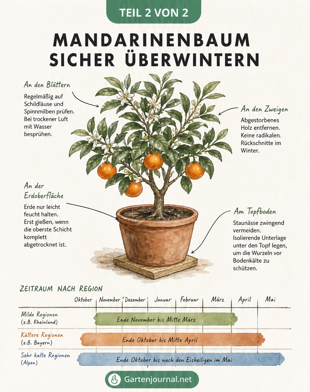 Botanische Illustration eines Mandarinenbaums mit Pflegehinweisen für den Winter zu Gießen, Rückschnitt und Schädlingskontrolle