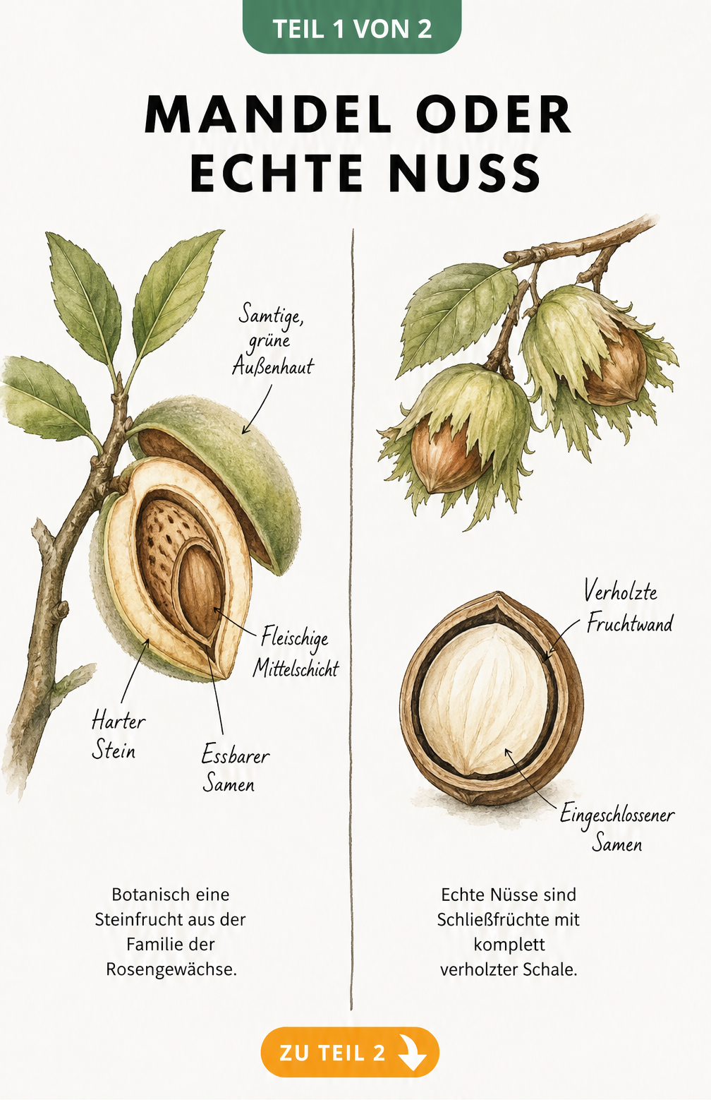 Botanische Illustration: Querschnitt einer Mandel als Steinfrucht im Vergleich zu einer Haselnuss als echte Nuss