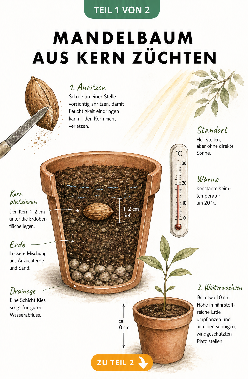 Illustration eines Mandelkerns im Anzuchttopf mit Keimling und Thermometer