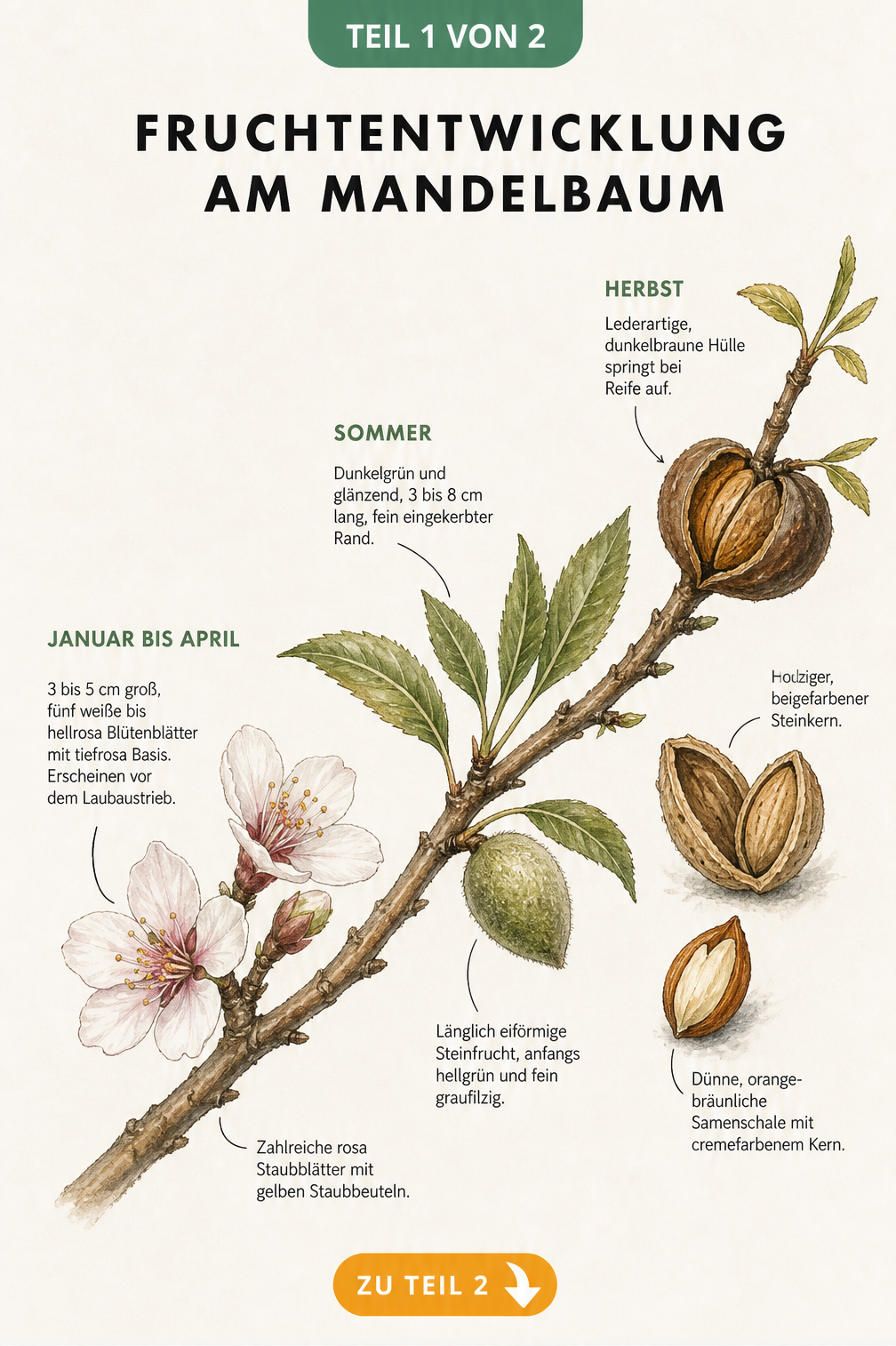 Botanische Illustration der Fruchtentwicklung am Mandelbaum von der Blüte über die unreife Frucht bis zur reifen Mandel
